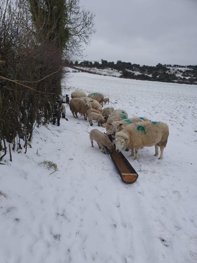 Claragh Cottage Cavan Eksteriør billede